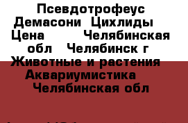 Псевдотрофеус Демасони “Цихлиды“ › Цена ­ 80 - Челябинская обл., Челябинск г. Животные и растения » Аквариумистика   . Челябинская обл.